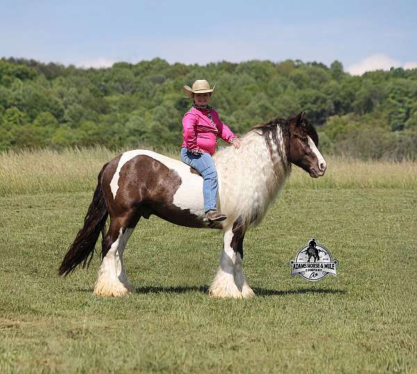 roping-gypsy-vanner-horse