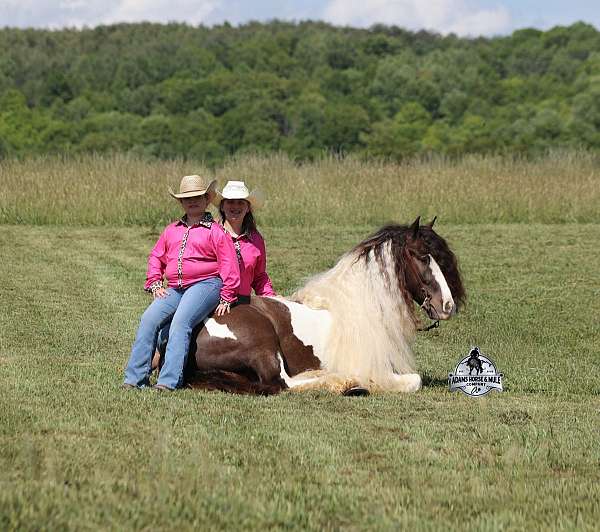 show-gypsy-vanner-horse