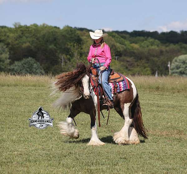 trail-riding-gypsy-vanner-horse