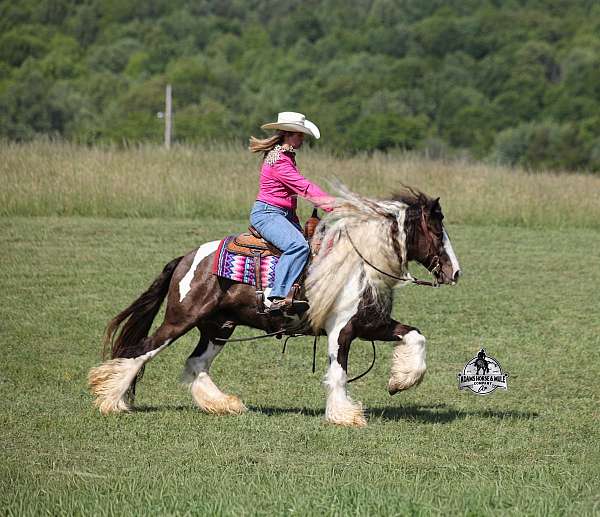 trail-gypsy-vanner-horse