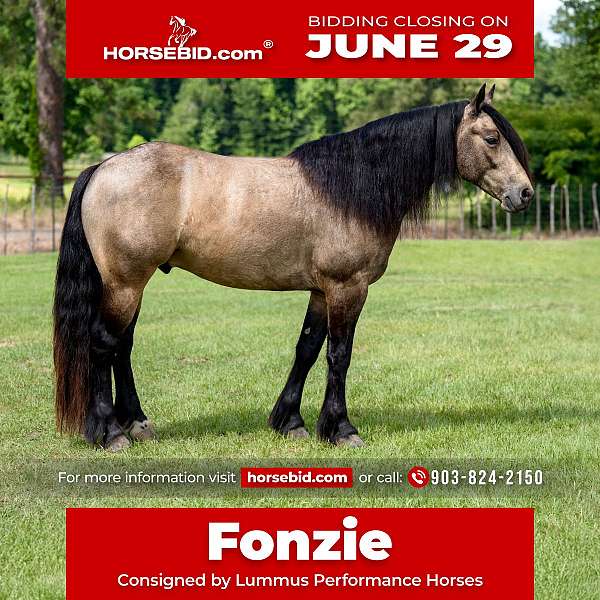all-around-gypsy-vanner-horse