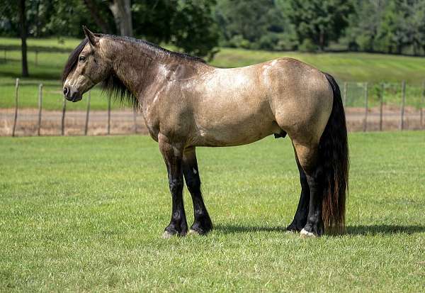 beginner-gypsy-vanner-horse