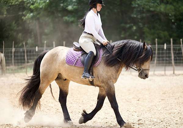 cross-gypsy-vanner-horse