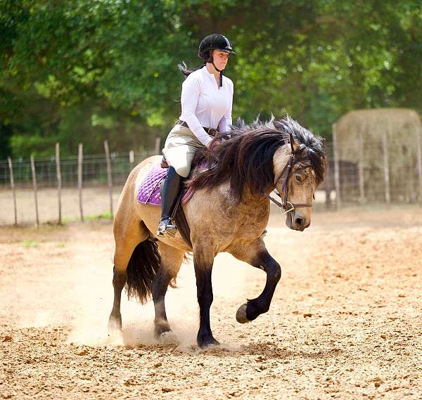 flashy-gypsy-vanner-horse