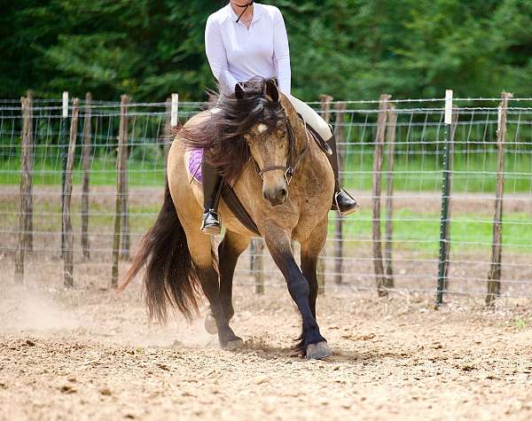 kid-safe-gypsy-vanner-horse