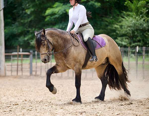 ranch-gypsy-vanner-horse