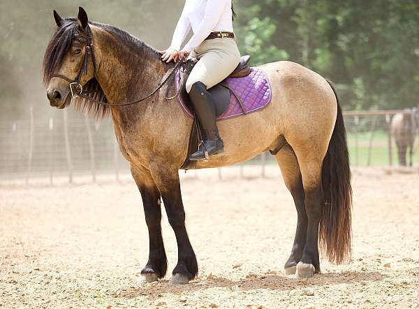 ranch-work-gypsy-vanner-horse