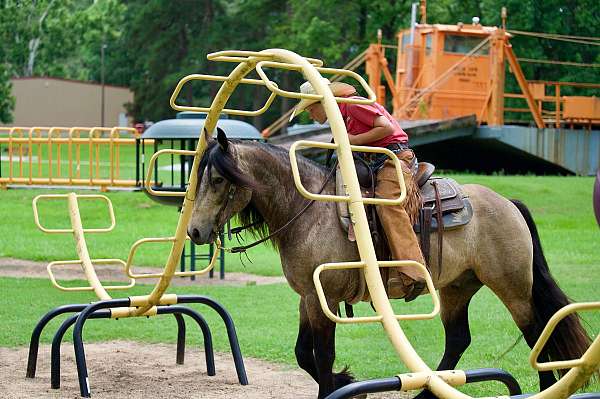 show-hack-gypsy-vanner-horse