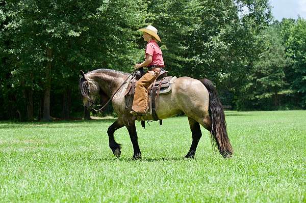 trail-gypsy-vanner-horse