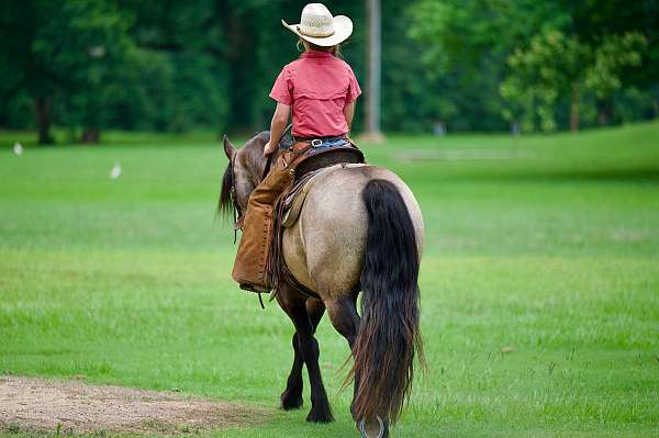 working-cattle-gypsy-vanner-horse
