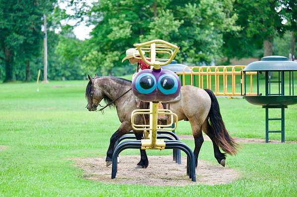 buckskin-gypsy-vanner-gelding