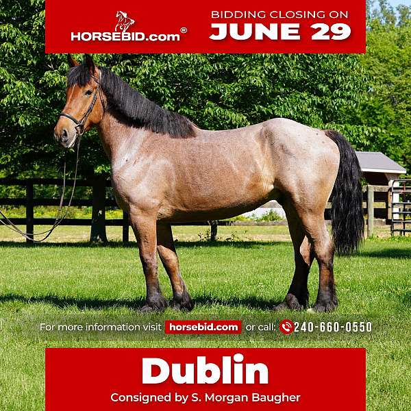 all-around-belgian-horse