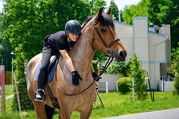 athletic-belgian-horse