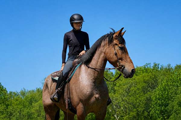 beginner-belgian-horse