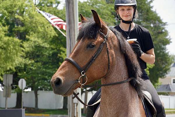 cross-belgian-horse
