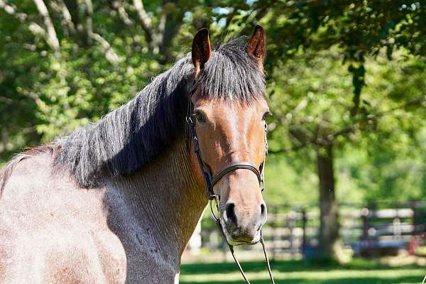 draft-belgian-horse