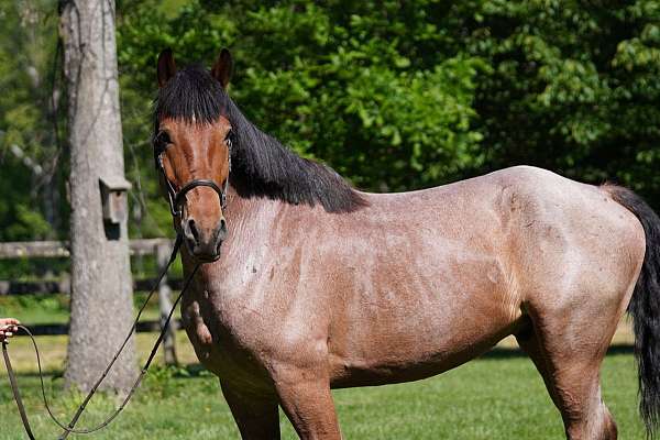 flashy-belgian-horse
