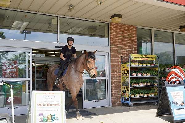 jumping-belgian-horse