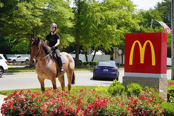 kid-safe-belgian-horse