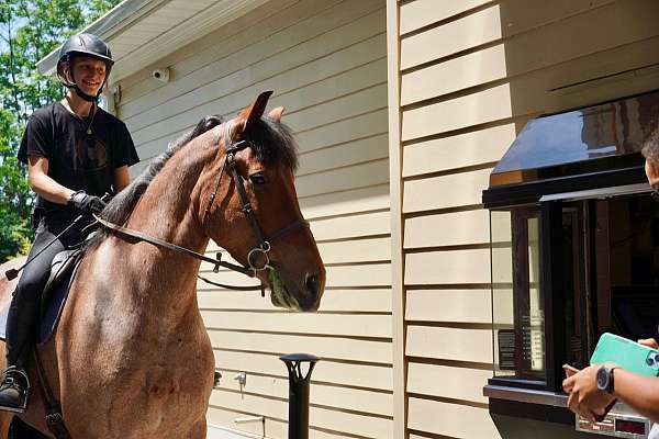 lesson-belgian-horse