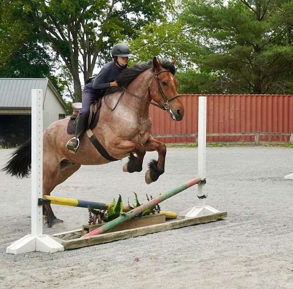 ranch-belgian-horse