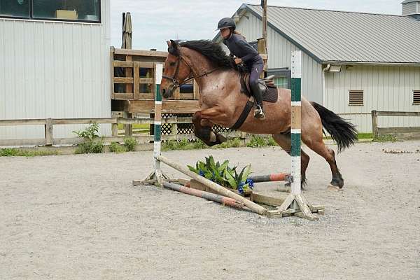 ranch-work-belgian-horse