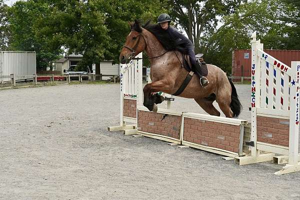 ridden-english-belgian-horse