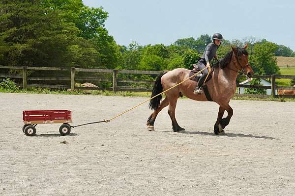 ridden-western-belgian-horse