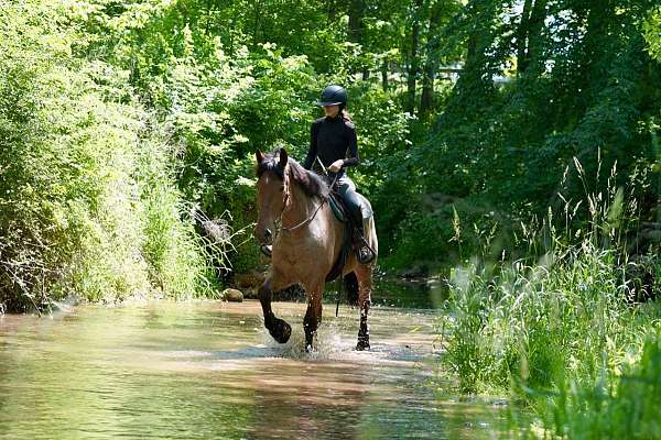 show-belgian-horse