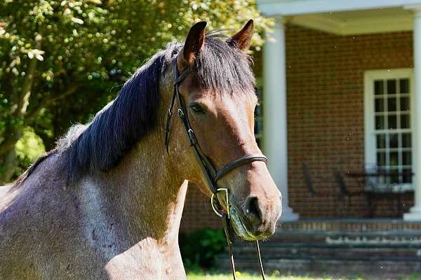 show-hack-belgian-horse