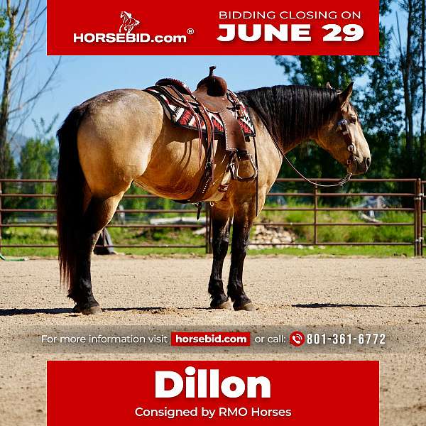 all-around-draft-horse