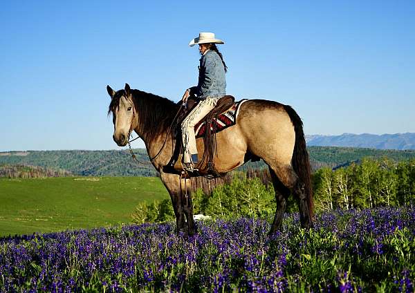 athletic-draft-horse