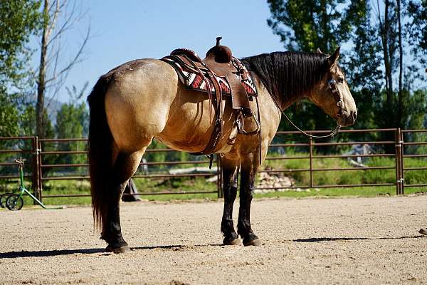 cross-draft-horse