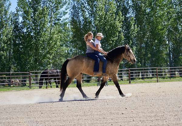 draft-horse