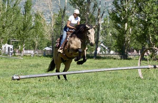 hunter-jumper-draft-horse