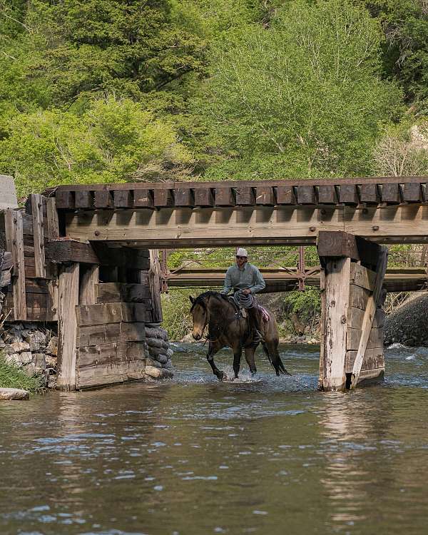 jumping-draft-horse