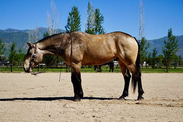 flashy-draft-horse