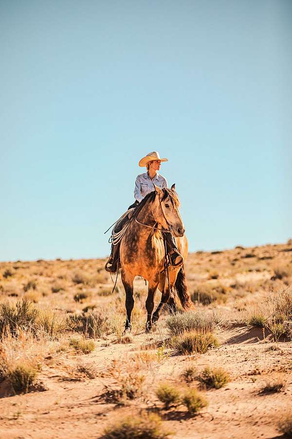 ridden-english-draft-horse