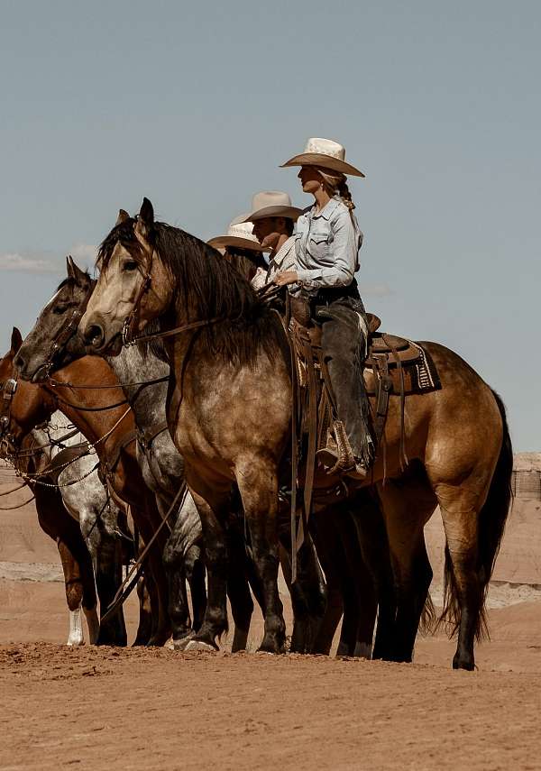 trail-draft-horse