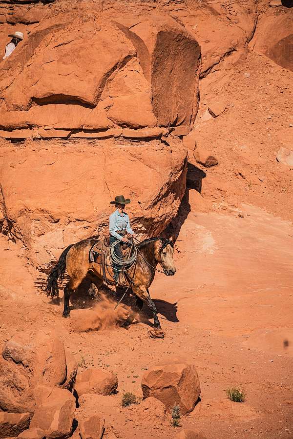 ridden-western-draft-horse