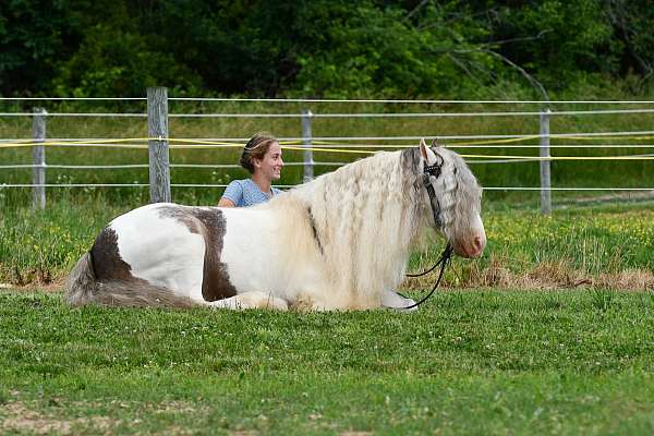 athletic-gypsy-vanner-horse