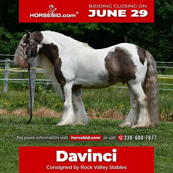 pinto-gvhs-gelding