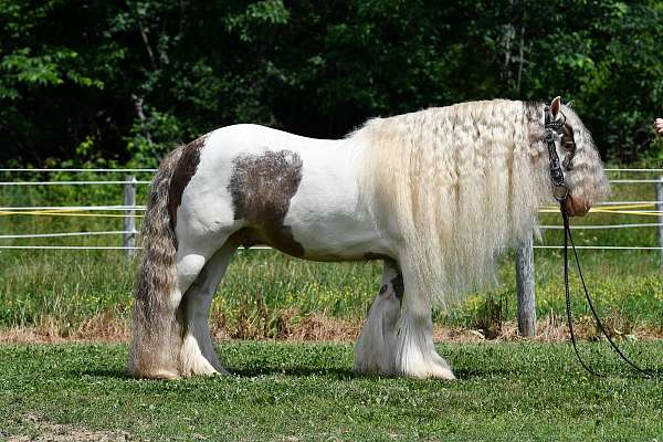 all-around-gypsy-vanner-horse
