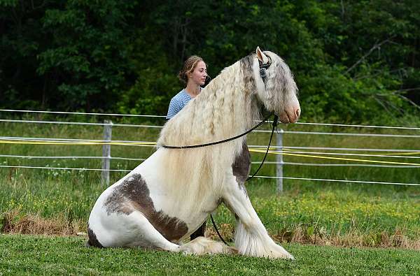 beginner-gypsy-vanner-horse