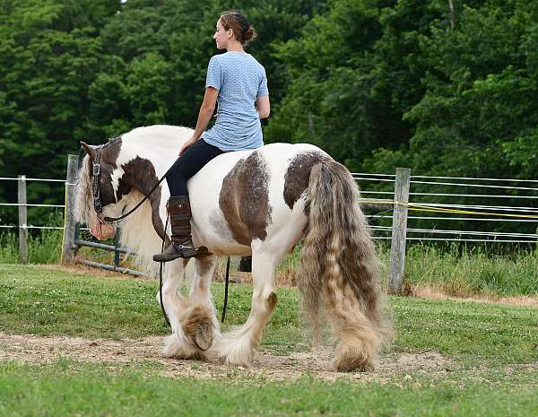 driving-gypsy-vanner-horse