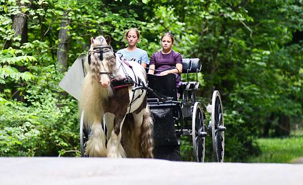 kid-safe-gypsy-vanner-horse