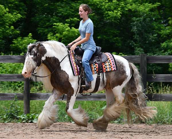 lesson-gypsy-vanner-horse