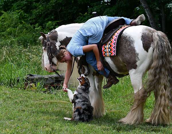 ridden-english-gypsy-vanner-horse