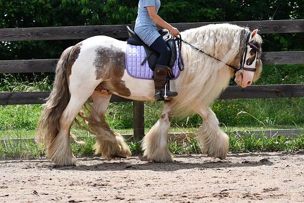 ridden-western-gypsy-vanner-horse