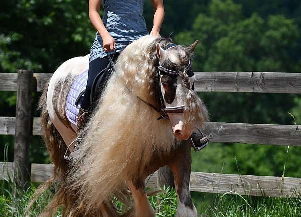 show-gypsy-vanner-horse